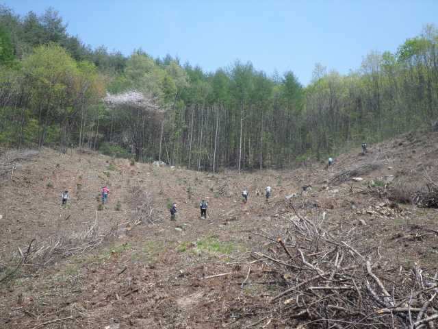 ▲ 봉화군은 10억여 원의 사업비를 들여 12일부터 4월 중순까지 131만㎡의 산림에 29만 6천 그루의 나무를 심는다.