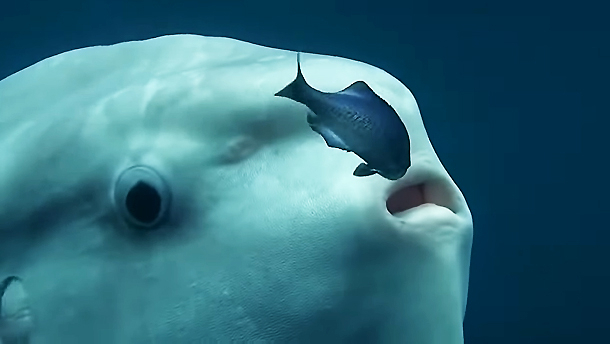 ▲ 사진: 유튜브 'Giantesco pez luna llamado Mola Mola'