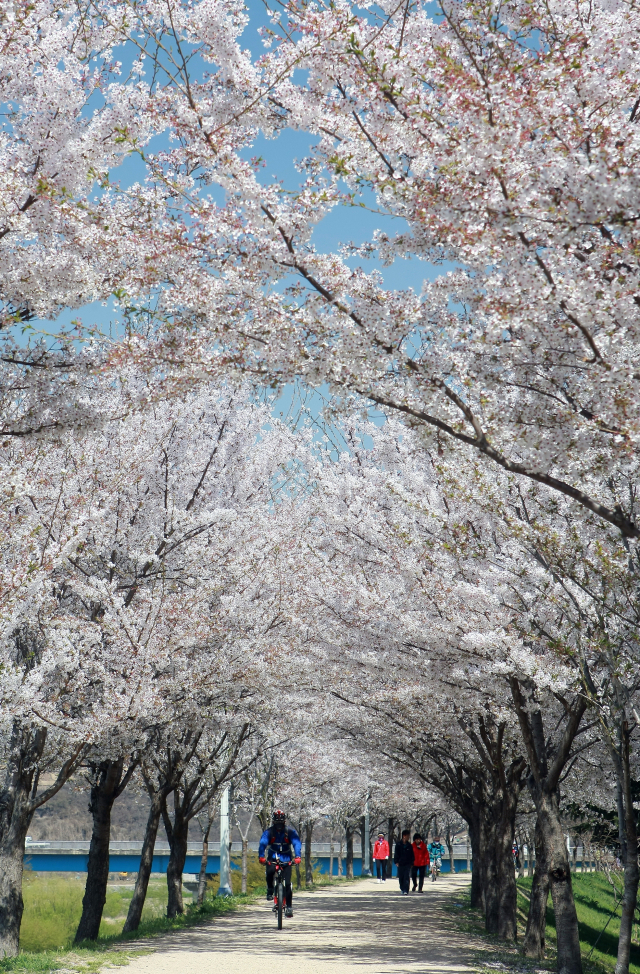 ▲ 봄의 전령사 벚꽃의 개화 시기가 다가오면서 벌써부터 지역 곳곳의 벚꽃 명소에 대한 관심이 높다. 사진은 지난해 동구 지저동 벚꽃길에 만개한 벚꽃 모습.