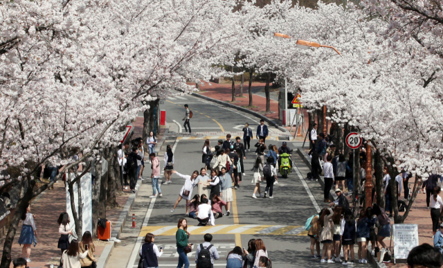 ▲ 계명대 벚꽃길에 학생들이 삼삼오오 모여 사진촬영을 하며 봄을 만끽하고 있다.