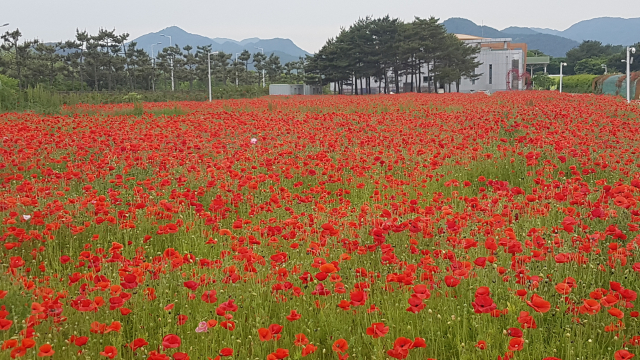 ▲ 울진엑스포공원 내에 조성되어있는 꽃양귀비