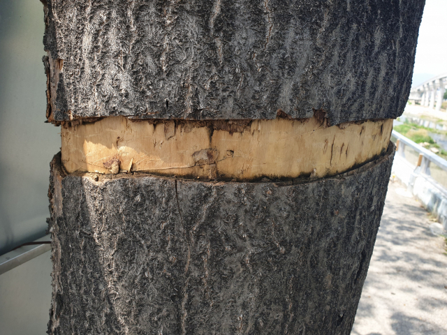 ▲ 대구 북구 태전교 인근 50년된 오동나무 한 그루가 무단 훼손된 모습.