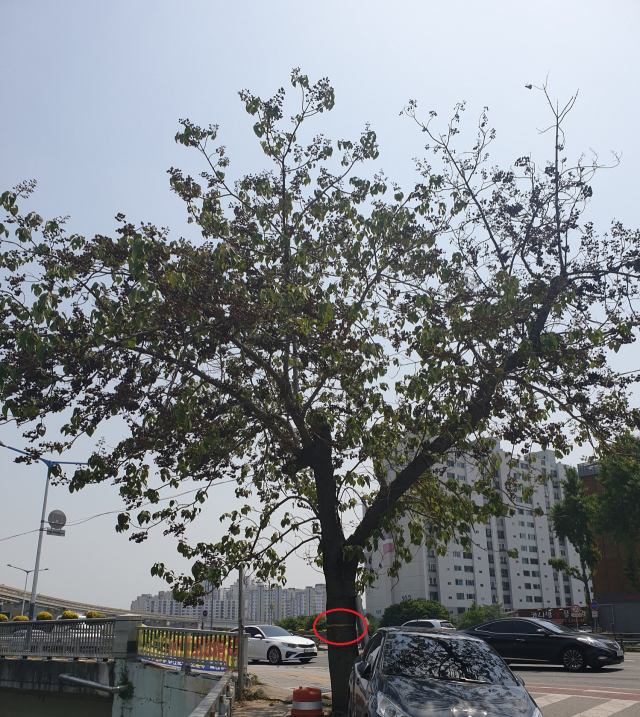 ▲ 대구 북구 태전교 인근 무단 훼손된 50년된 오동나무의 모습.