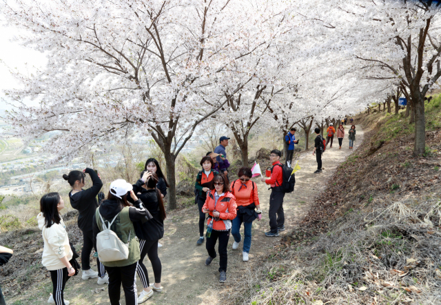 ▲ 터널처럼 얽혀 있는 와룡산 벚나무 터널에서 흩날리는 벚꽃 잎을 마주하면 자신도 모르게 감탄이 터져 나온다. 사진은 지난 4월 와룡산 걷기대회에 참가한 참가자들의 모습.