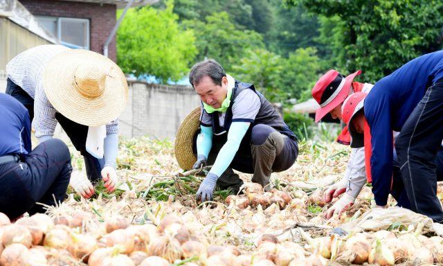 ▲ 김충섭 김천시장이 가격폭락으로 시름하고 있는 양파농가에 일손돕기를 하고 있다.