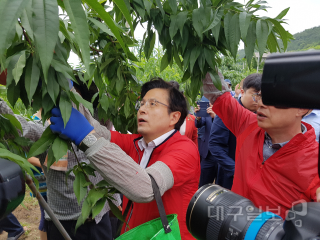 ▲ 황교안 자유한국당 대표가 영천시 대창면 구지리 복숭아 과원에서 수확을 도왔다.