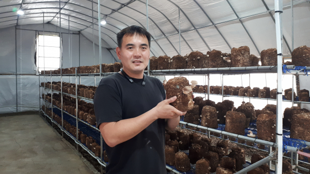 ▲ 성주 머시무라 버섯 농장을 운영하는 주우철 대표가 표고버섯의 성장과정을 살펴보고 있다.