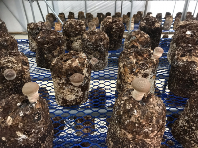 ▲ 생육실에서 건강하게 자라고 있는 표고버섯 모습.