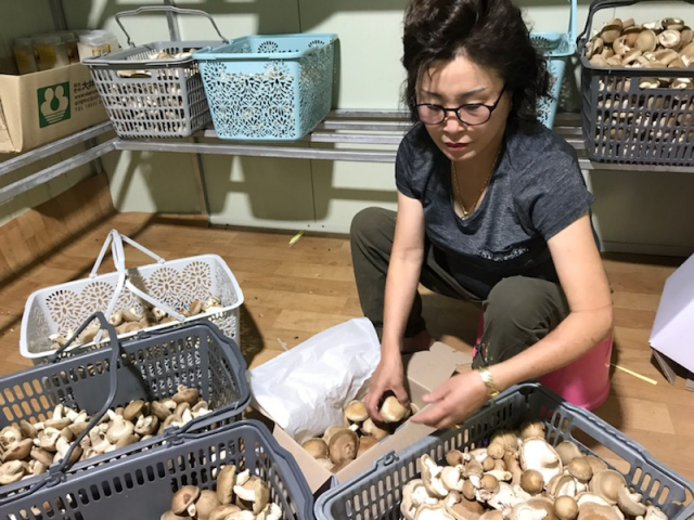 ▲ 머시무라 버섯농장 주 대표의 어머니 신영미 여사가 수확한 표고버섯을 포장하기 위해 분류하고 있다.