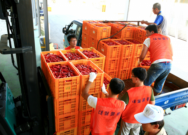 ▲ 영양고추유통공사가 지난 8일 올해 첫 수확한 홍고추를 수매하고 있다.