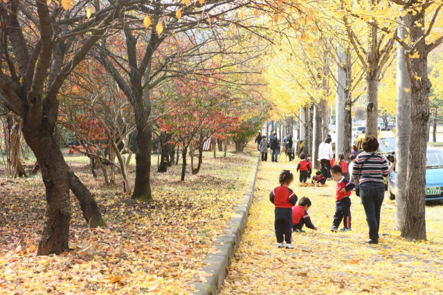 ▲ 팔공산의 가을 전경. 시민들이 단풍으로 물든 절경을 즐기고 있다. 동구청 제공