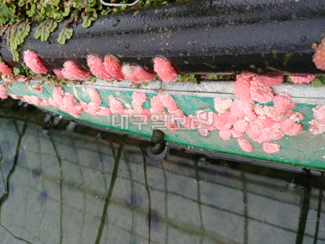 ▲ 사육 수조 벽에 산란한 왕우렁이 알. 왕우렁이는 물 밖에서 산란하는 습성을 가지고 있다.