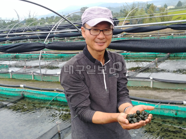 ▲ 송판섭 대표가 한창 성장 중인 왕우렁이를 보여 주고 있다. 6월부터 11월까지 수확한다.