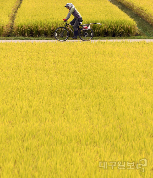 ▲ 15일 오후 군위군 소보면. 수확을 기다리는 황금빛 들판 사이로 자전거 타고 귀가하는 주민들의 모습이 가을의 정취에 흠뻑 빠져들게 하고 있다.