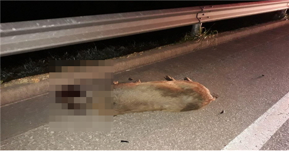 ▲ 울진읍방면 7번 국도변에 죽은 멧돼지가 방치돼 있다. 이 멧돼지는 지난 21일 밤 차량에 치였다.
