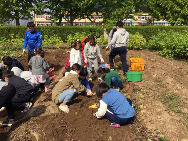 ▲ 칠곡가산초등학교 학생들이 학교 텃밭에 심어놓은 고구마를 캐고 있다.