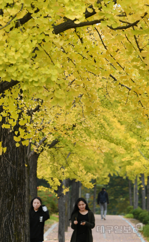 ▲ 23일 오후 대구대학교 경산캠퍼스에 깊어져가는 가을 따라가듯 은행나무잎들이 노랗게 물들어가고 있다.