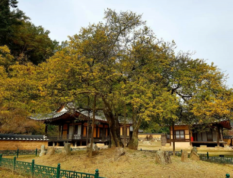 ▲ 국가지정 천연기념물로 지정 예고된 장수황씨 탱자나무.