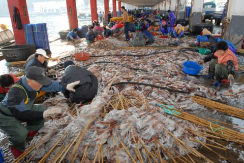 ▲ 오징어성어기를 맞아 오징어 활복작업이 한창이던 2009년 11월25일 위판장 모습.