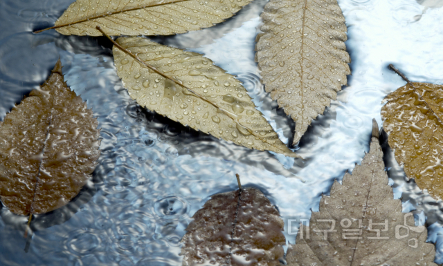 ▲ 1일 오전 대구 수성구 범어동 한 도로변위로 떨어져 내려앉은 낙엽들이 이날 내린 겨울 빗물에 떠내려가고 있다.