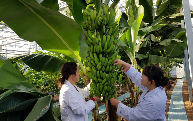 ▲ 대구 달성군농업기술센터는 아열대 과수 바나나 시험재배에 성공해 지난 11월 말, 첫 수확했다.