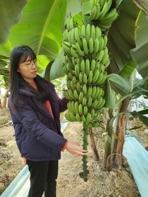 ▲ 상주시농업기술센터가 지난해부터 과학영농실증시험포에서 바나나를 시험재배하고 있다. 상주농기센터 직원이 바나나를 관찰하고 있다.