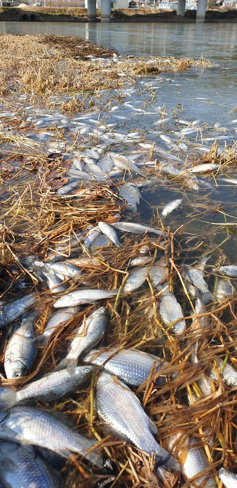 ▲ 구미시 선산읍 ‘내고 저수지’에서 물고기 수 천 마리가 떼죽음을 당해 구미시가 역학조사에 들어갔다.