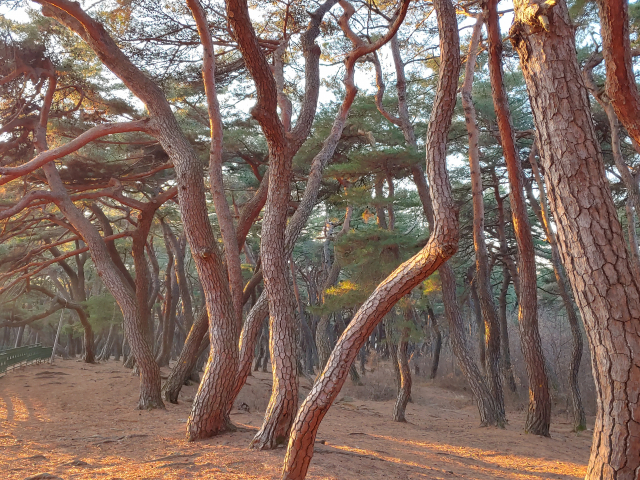 ▲ 남산의 삼릉 주변은 소나무가 아름드리 고목으로 숲을 이루고 있어 전국에서 사진작가들이 몰려들고 있다. 삼릉의 소나무는 사진, 그림 등의 예술작품으로 전해지고 있다.