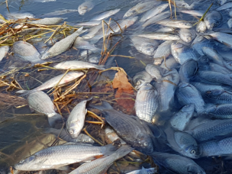▲ 구미시 선산읍 내고 저수지에서 죽은 채 떠오른 물고기들. 올해 초부터 1만 마리가 넘는 물고기들이 폐사했다.