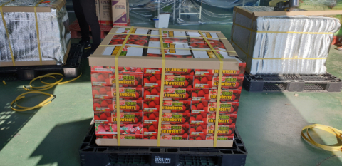 ▲ 안동시 풍천면 기산리 일원에서 재배된 안동 딸기가 12일 러시아 블라디보스토크로 올해 첫 수출됐다.