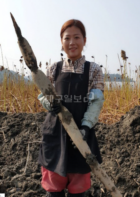▲ 방금 수확한 큰 연근을 들고 있는 김미애 대표.