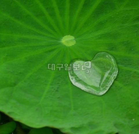 ▲ 연잎에 맺힌 하트형 물방울.