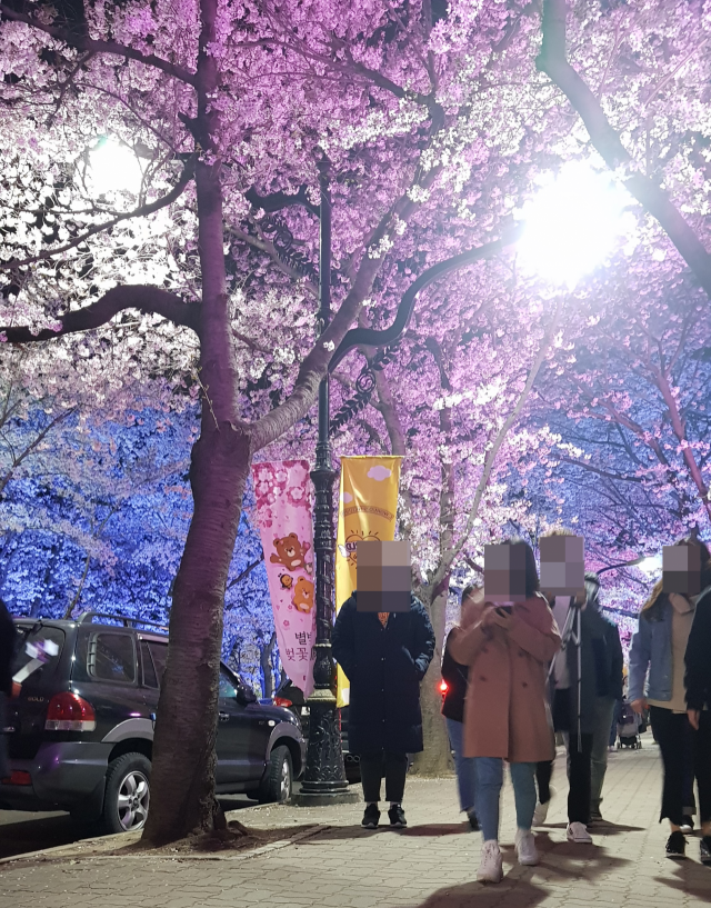 ▲ 지난해 3월 대구 달서구 이월드 주변 벚꽃 거리.
