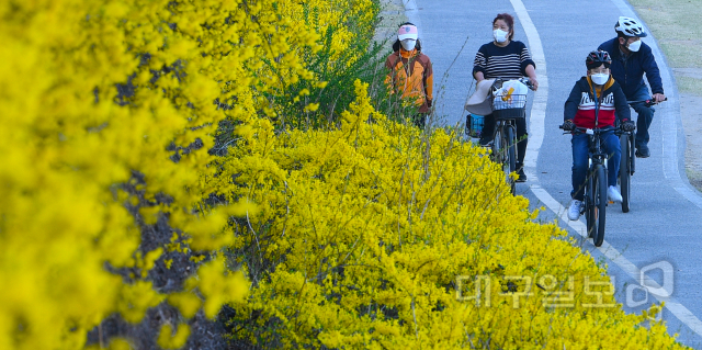 ▲ 24일 오후 노란 개나리가 만개한 대구 중구 신천 둔치에서 시민들이 봄기운을 만끽하며 자전거를 타고 있다
