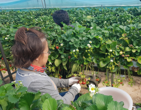 ▲ 봉화지역 딸기 재배 농민이 딸기를 수확하고 있다.