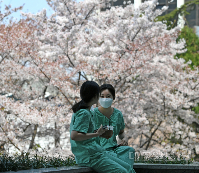 ▲ 2일 오후 대구 중구 계명대 동상병원에서 간호사들이 4월의 따스한 봄바람 맞으며 벚꽃나무 아래에서 휴식을 취하고 있다.