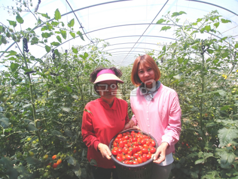 ▲ 김미영 대표가 어머니와 함께 방금 수확한 대추방울토마토를 한 바구니 들고 있다.