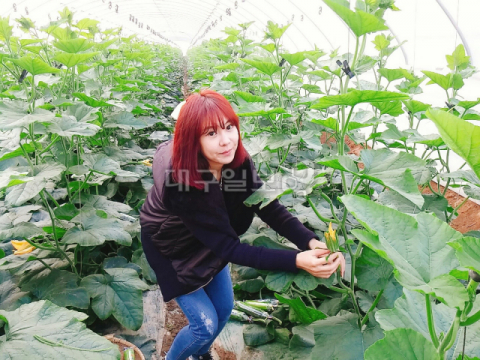 ▲ 김미영 대표가 하우스에서 ‘인큐애호박’을 살펴보고 있다. 애호박을 키우는 김 대표는 호박꽃이 세상에서 가장 아름다운 꽃이라고 말한다.