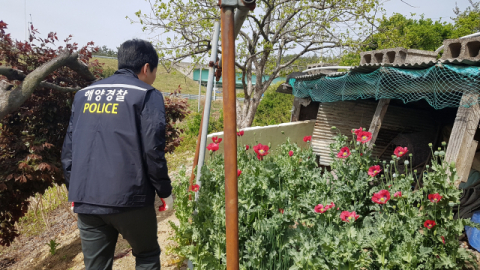 ▲ 울진해양경찰서가 오는 7월까지 지역 어촌 마을 텃밭에서 재배하는 양귀비 특별 단속을 실시한다. 사진은 지난해 실시한 양귀비 단속 모습.