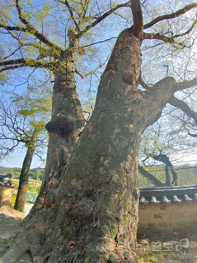 ▲ 정자 앞에 서 있는 450년된 느티나무(쌍괴수)