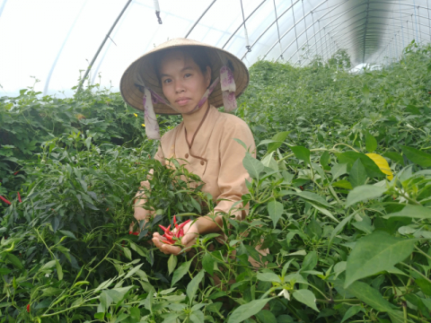 ▲ 도정애 대표가 수확한 베트남 고추를 보여주고 있다. 작지만 상당히 매운 고추다.