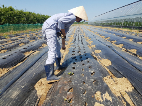 ▲ 도정애 대표가 밭에 파종한 베트남 채소의 발아상태를 살펴보고 있다. 소량 다품종 형태로 재배한다.