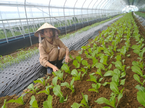 ▲ 도정애 대표가 비닐하우스 안에서 재배하는 베트남 채소를 살펴보고 있다.