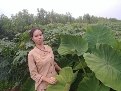 ▲ 도정애 대표가 농지에서 재배하는 베트남 토란을 살펴본다. 우리나라 토란과 비슷하지만 크기가 많이 크다.