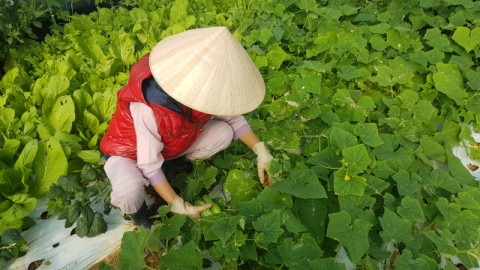 ▲ 도정애 대표가 시장에서 판매할 베트남 채소들을 수확하고 있다.
