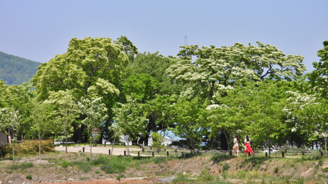 ▲ 5월의 벚꽃으로 불리는 이팝나무 군락지에 시민들의 발걸음이 잦아지고 있다.