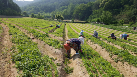 ▲ 산아농부의 도라지 밭에서 제초작업을 하는 모습. 제초작업에 가장 많은 노동력이 투입된다.(산아농부 블로그 캡처)