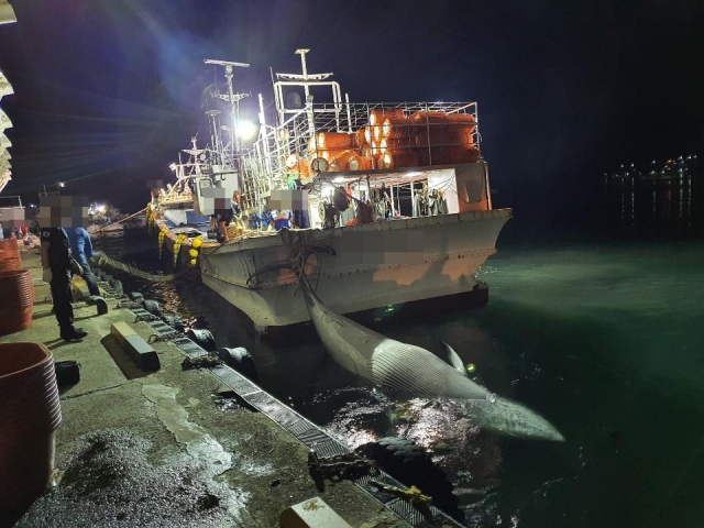 ▲ 포항시 장기면 양포리 해상에서 발견된 6.9m 길이의 대형 밍크고래. 이 고래는 수협을 통해 1억800만 원에 판매됐다.
