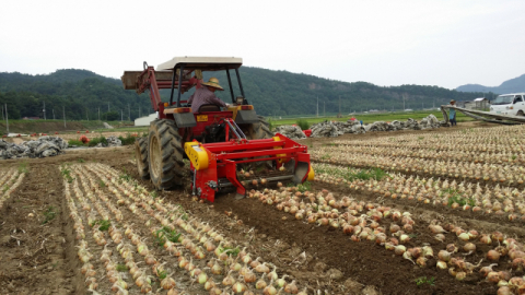 ▲ 군위군 농업기술센터가 밭작물 기계화 정착을 위해 양파 수확 기계로 양파를 수확하고 있다.