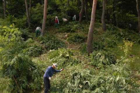 ▲ 청송군이 명품 산림자원 조성을 위해 소나무 숲 풀베기 작업을 하고 있다.